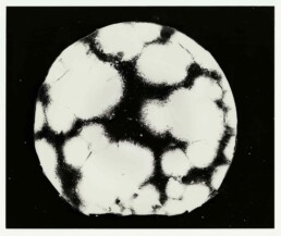 Nicolai HOWALT - Fungus Penicillium purpuregenum