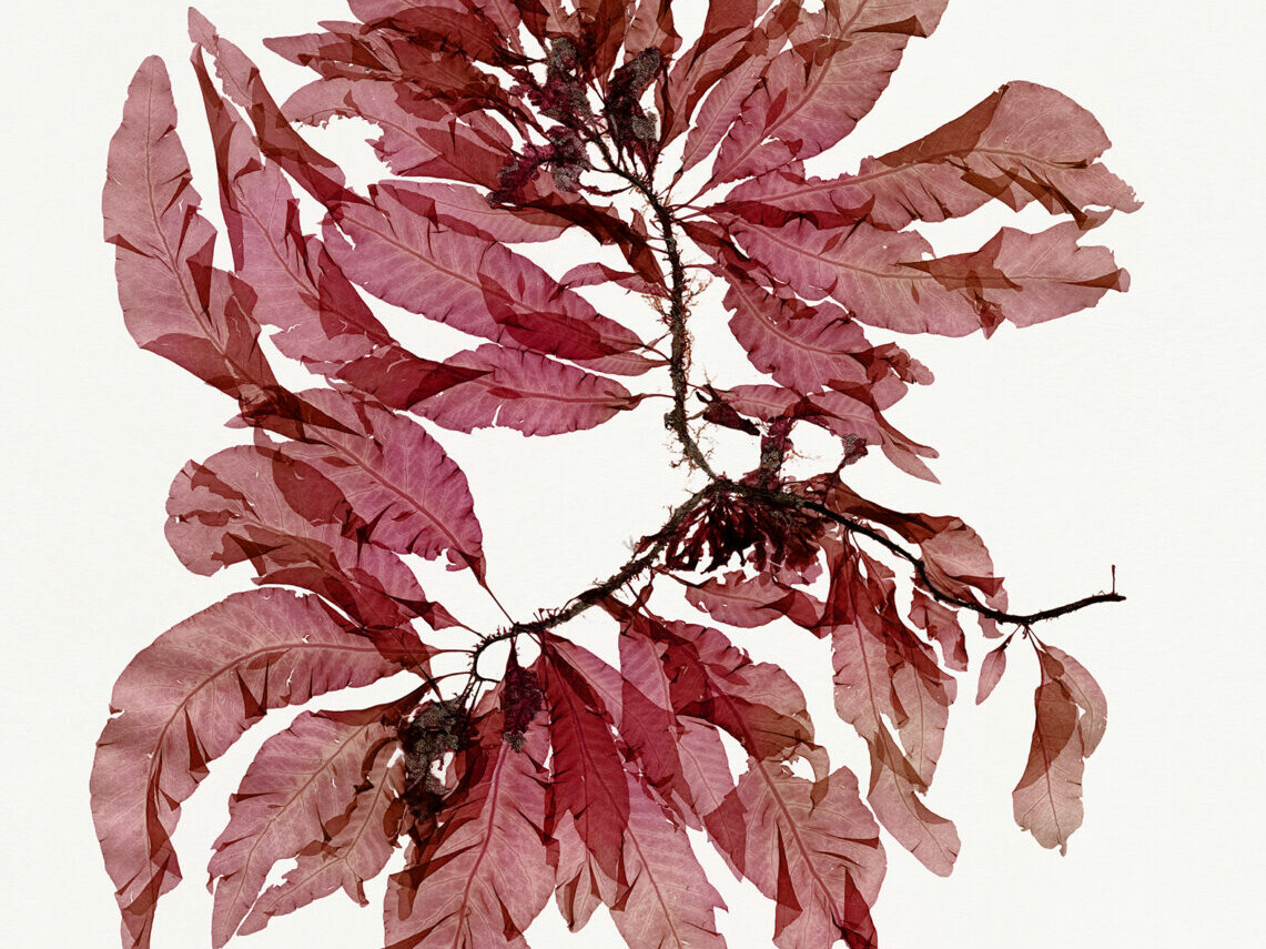 Nicolai Howalt - Algae V