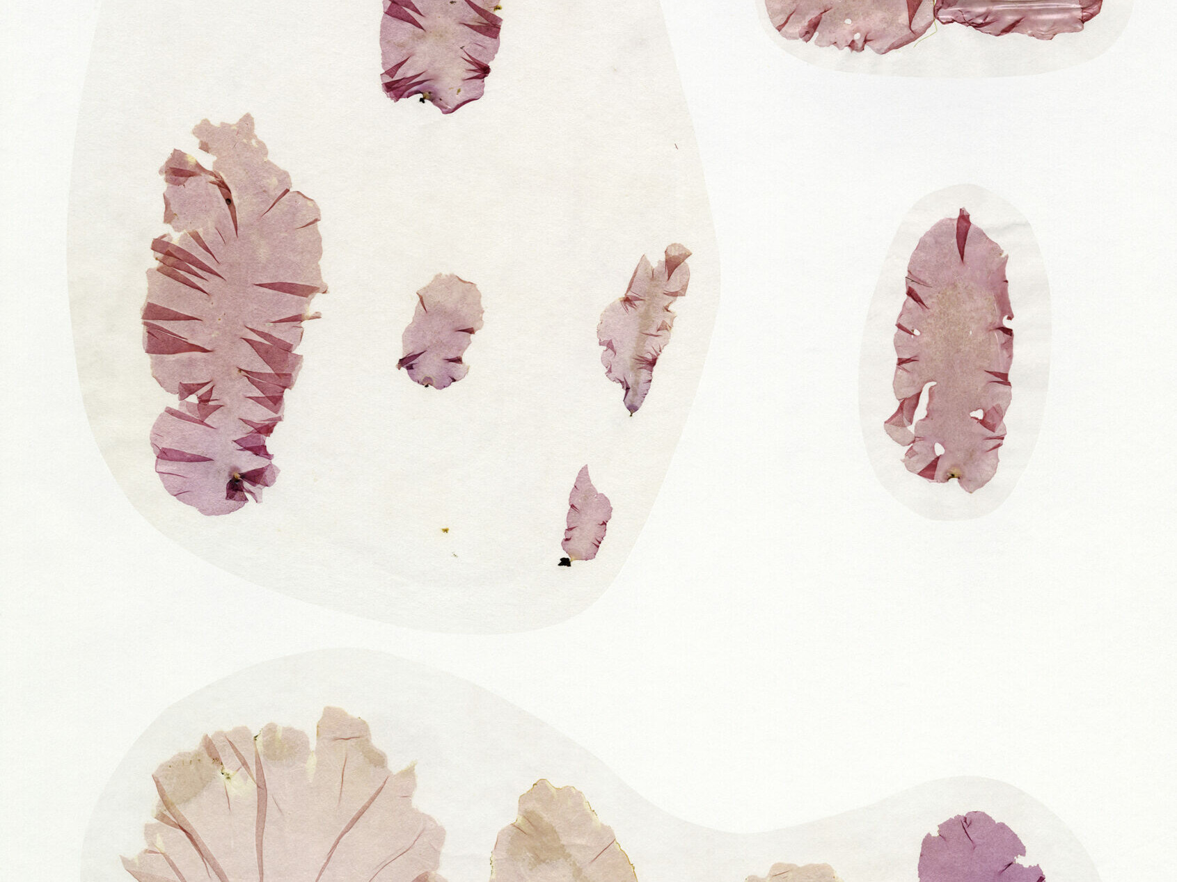 Nicolai Howalt - Algae VII