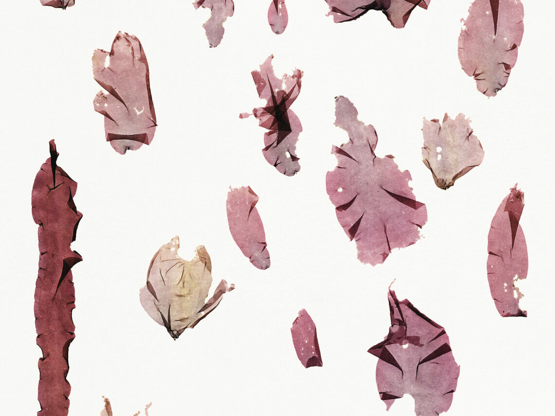 Nicolai Howalt - Algae VI