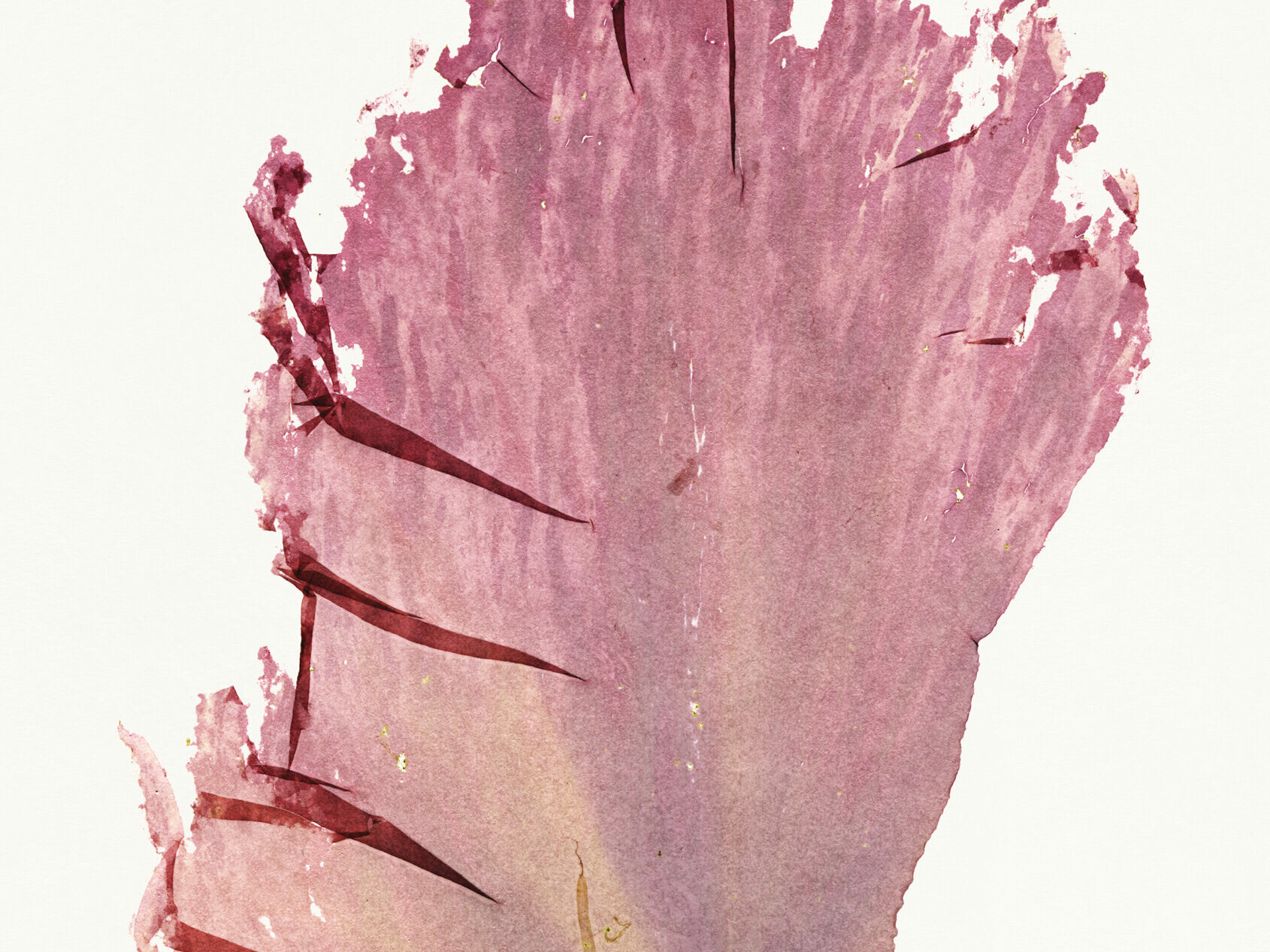 Nicolai Howalt - Algae III