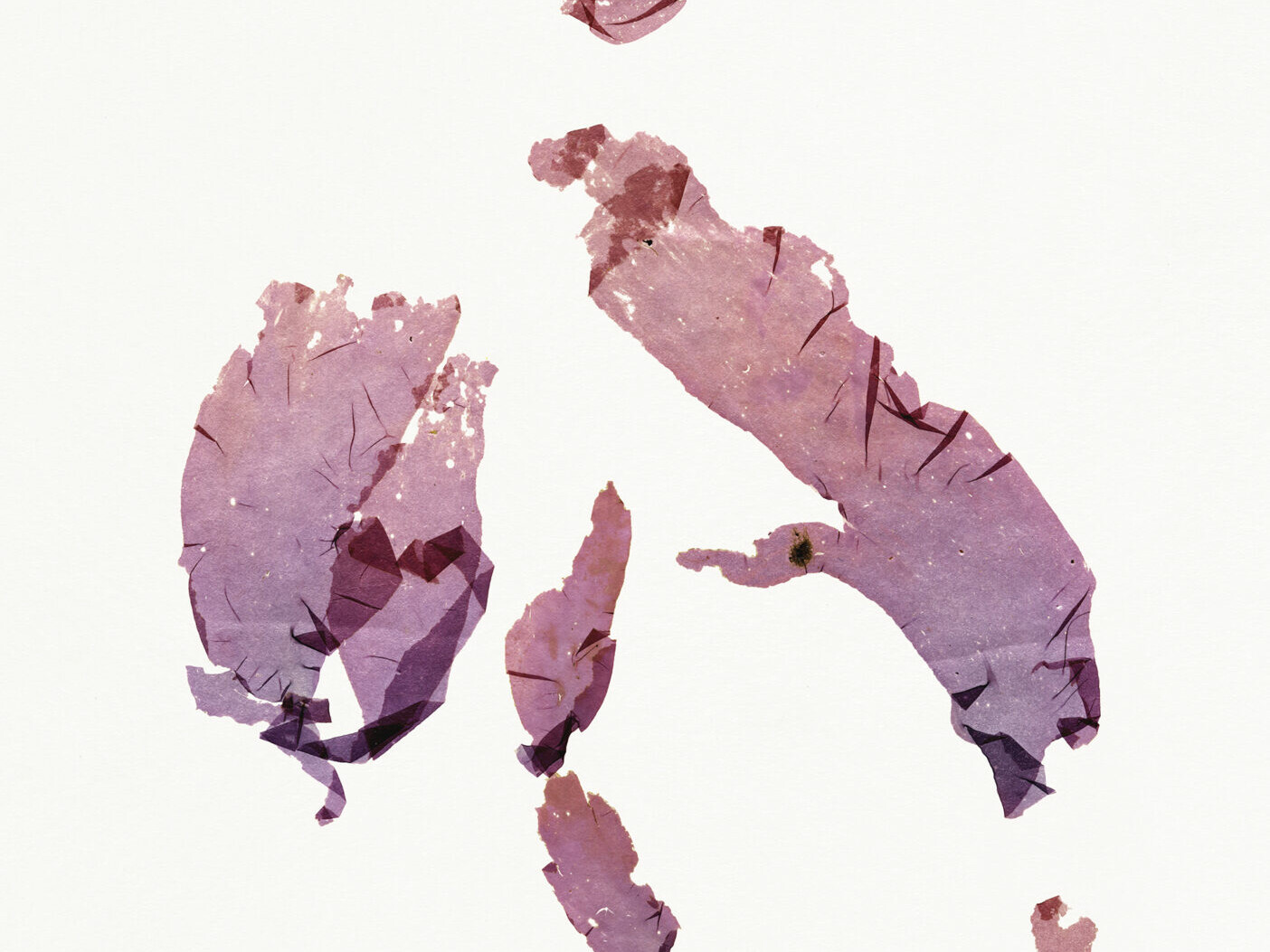 Nicolai Howalt - Algae I