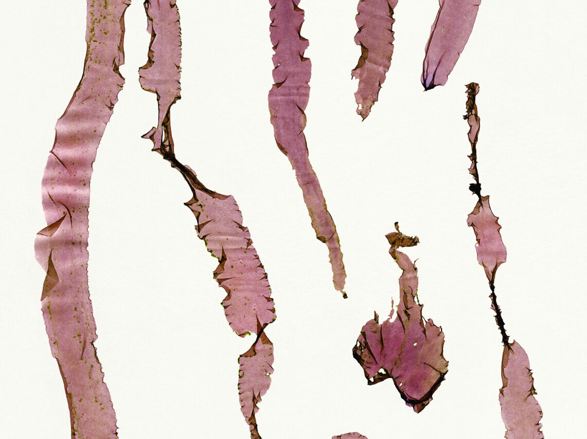 Nicolai Howalt - Algae IV