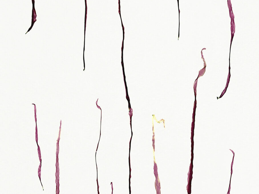 Nicolai Howalt - Algae II