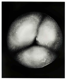 Nicolai HOWALT - Fungus Geosmithia levendula