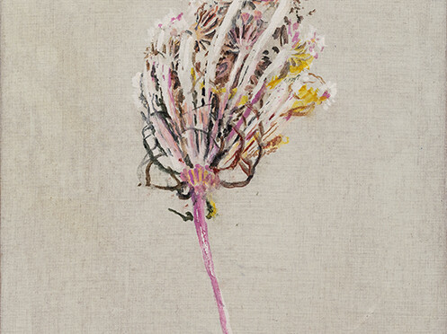 Didier Boussarie - Ombellifère I