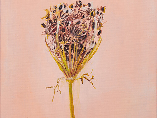 Didier Boussarie - Ombellifère II