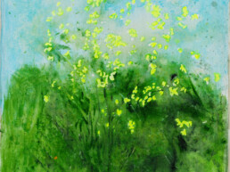 Didier Boussarie - Genêt en fleur