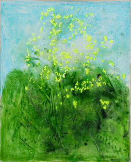 Didier Boussarie - Genêt en fleur