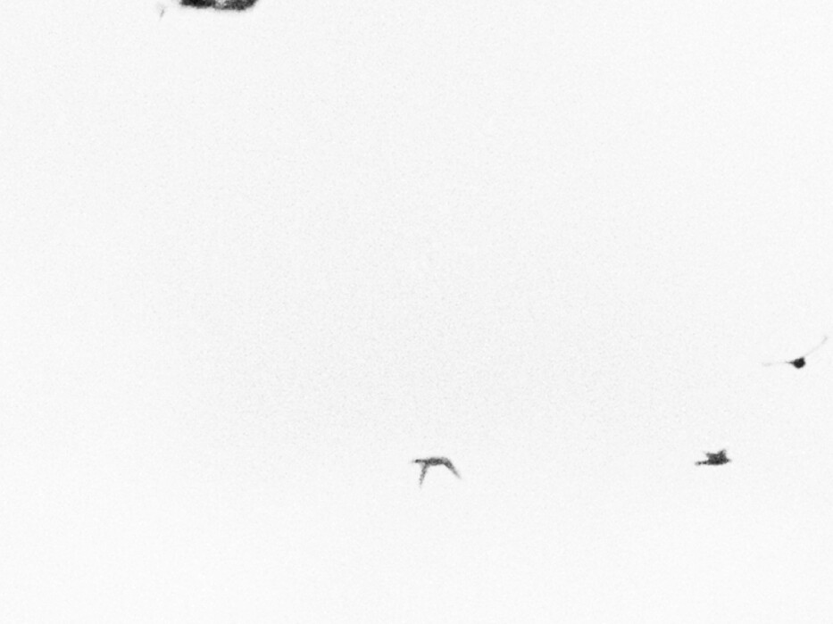 Nicolai Howalt & Trine Søndergaard - Dying birds / How to hunt