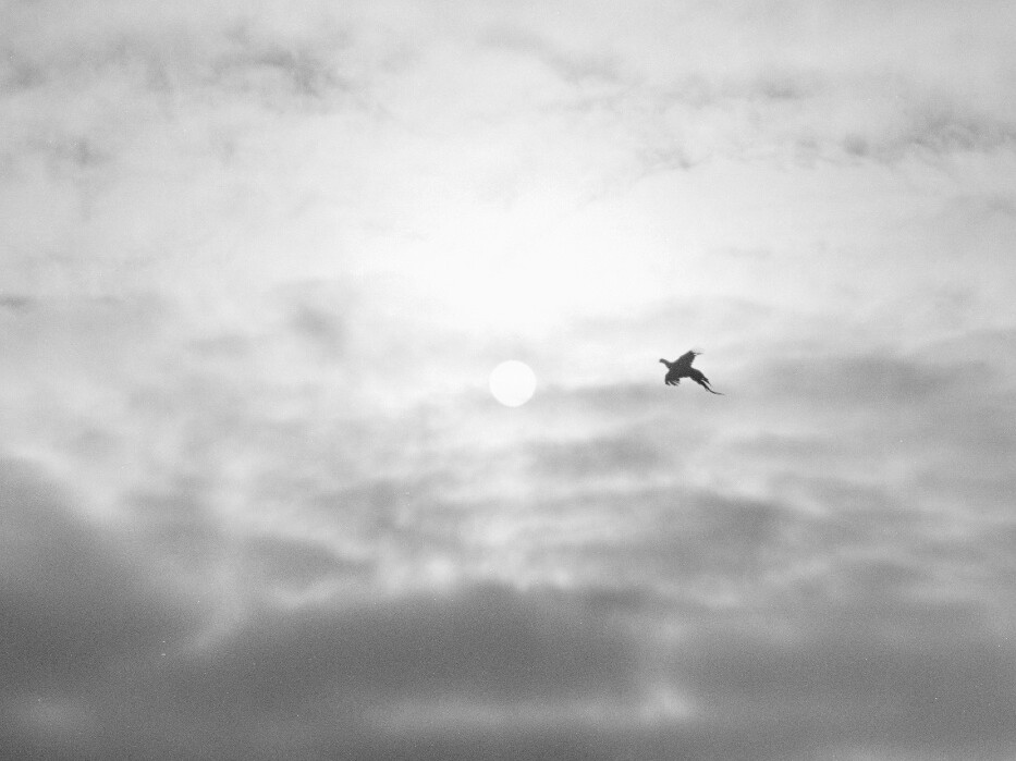 Nicolai Howalt & Trine Søndergaard - Dying birds / How to hunt