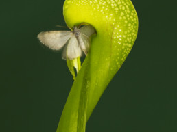 Helene Schmitz - The Darlingtonia and the moth